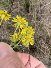 Senecio brigalowensis