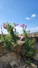 Antirrhinum