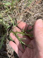 Senecio brigalowensis