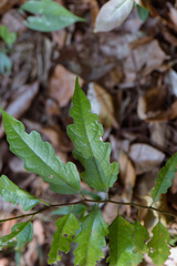 Ficus irisana