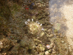 Spondylus gaederopus
