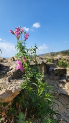 Antirrhinum