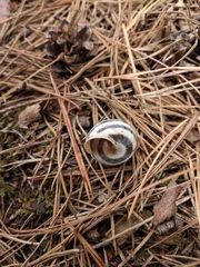 Caucasotachea vindobonensis