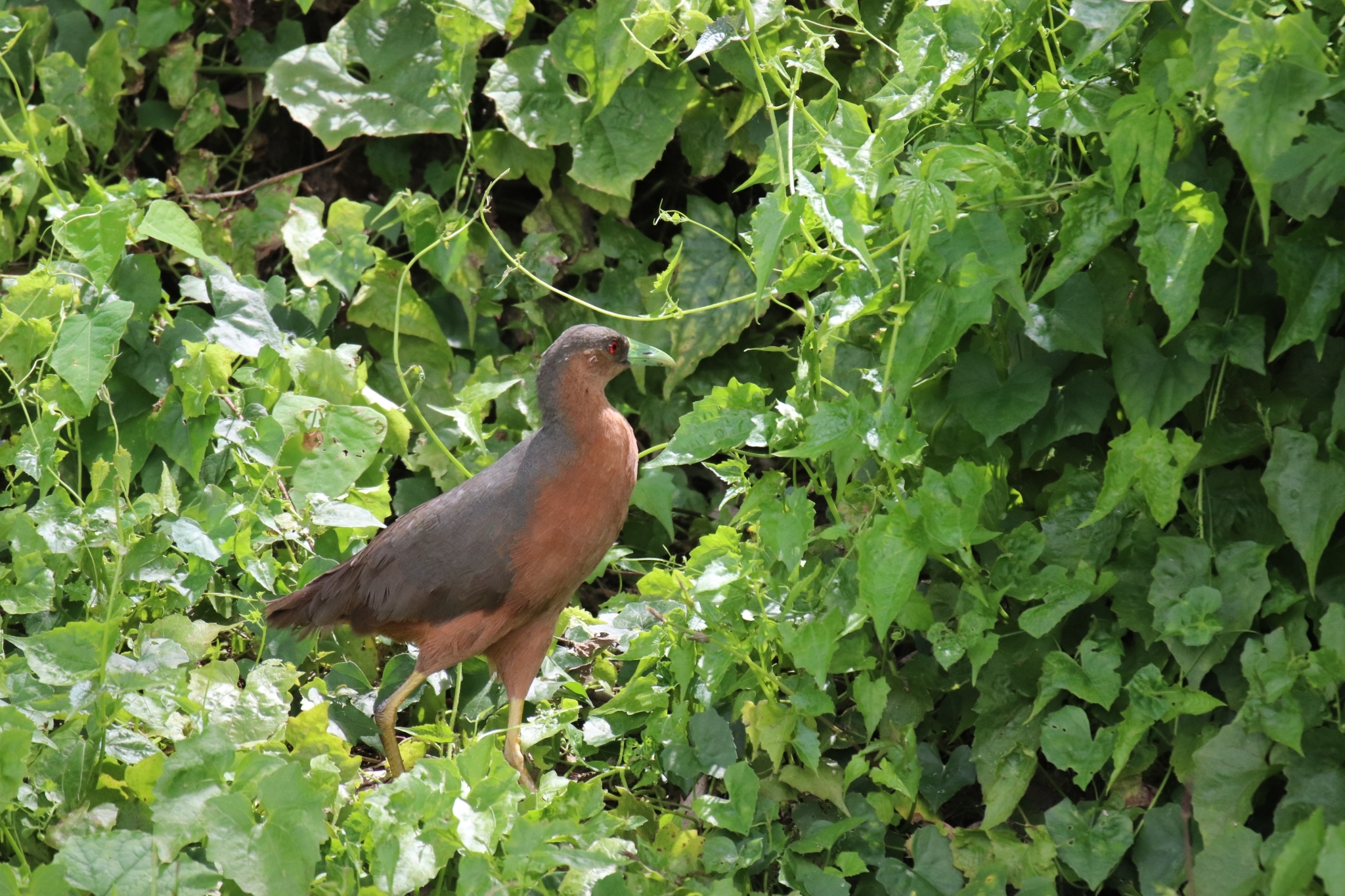 Isabelline Bush-hen (Amaurornis isabellina), photo 8