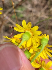 Senecio brigalowensis