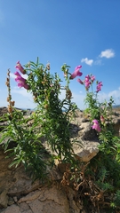Antirrhinum