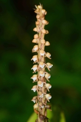 Peristylus plantagineus