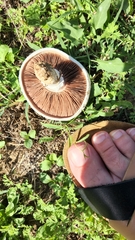 Agaricus campestris