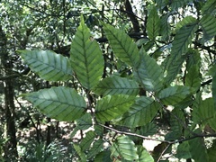 Fagus hayatae