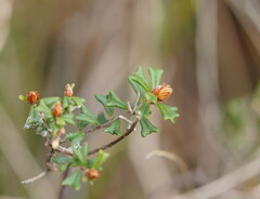 Pultenaea scabra
