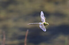 Anax parthenope julius