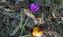Crocus nudiflorus