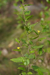 Goodenia ovata