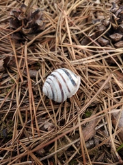 Caucasotachea vindobonensis