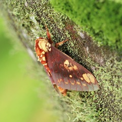 Citheronia hamifera