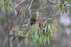 Meliphaga lewinii