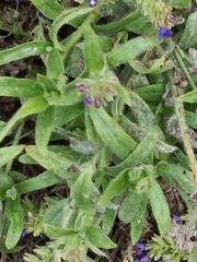 Anchusa officinalis
