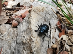 Timarcha tenebricosa