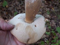 Tylopilus rubrobrunneus