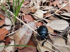 Timarcha tenebricosa