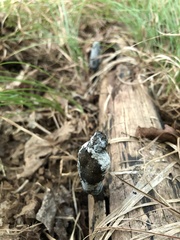 Xylaria longipes
