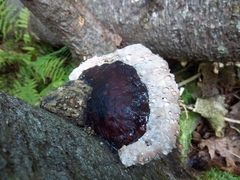 Fomitopsis mounceae