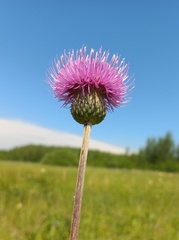 Cirsium canum
