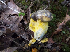 Retiboletus