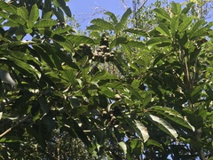 Lithocarpus kawakamii