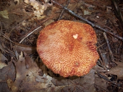 Suillus spraguei