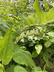 Polygonatum