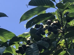 Lithocarpus kawakamii