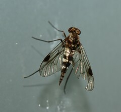 Chrysopilus cristatus