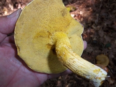 Retiboletus