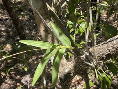 Dendrobium bigibbum