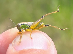 Eotettix pusillus