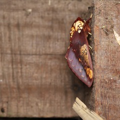 Citheronia phoronea