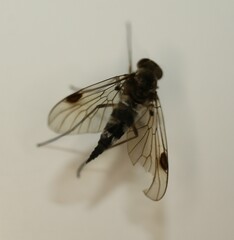 Chrysopilus cristatus