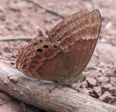 Abisara