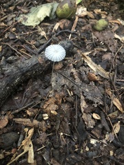 Delicatula integrella