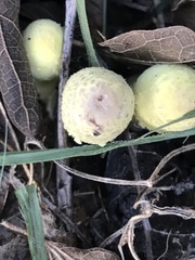 Leucocoprinus