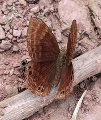 Abisara