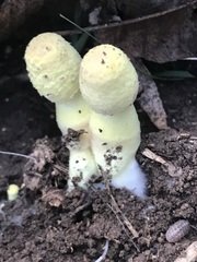 Leucocoprinus