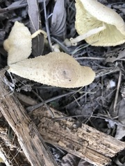 Leucocoprinus