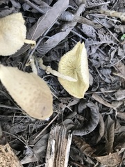 Leucocoprinus
