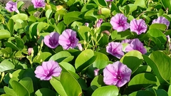 Ipomoea pes-caprae