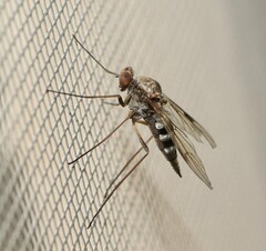 Chrysopilus cristatus