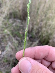 Eriochloa pseudoacrotricha