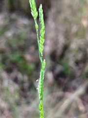 Eriochloa pseudoacrotricha