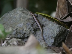 Emoia cyanura